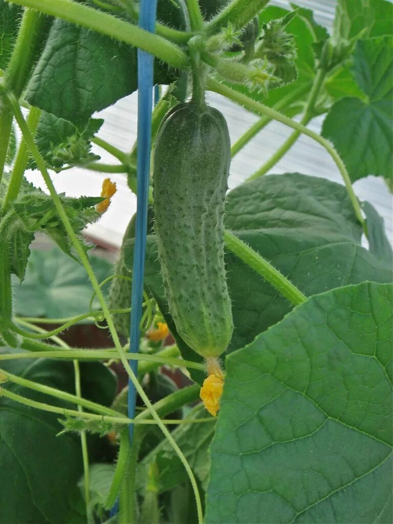 Теплица для огурцов. Огурцы сорт для ленинградской области. Зао выборжец агрофирма. Теплица с урожаем. Теплица огурцы подвязать.