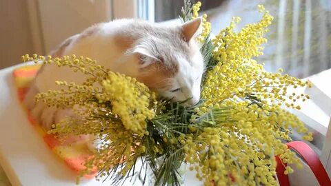 Мимоза опасна для кошек