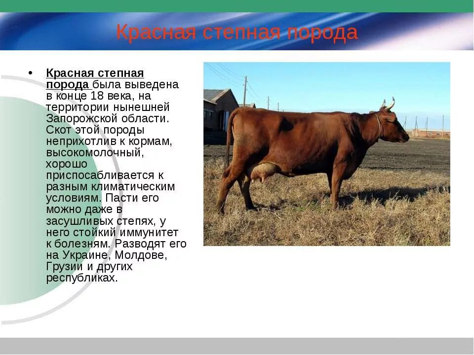 Рогатый скот примеры
