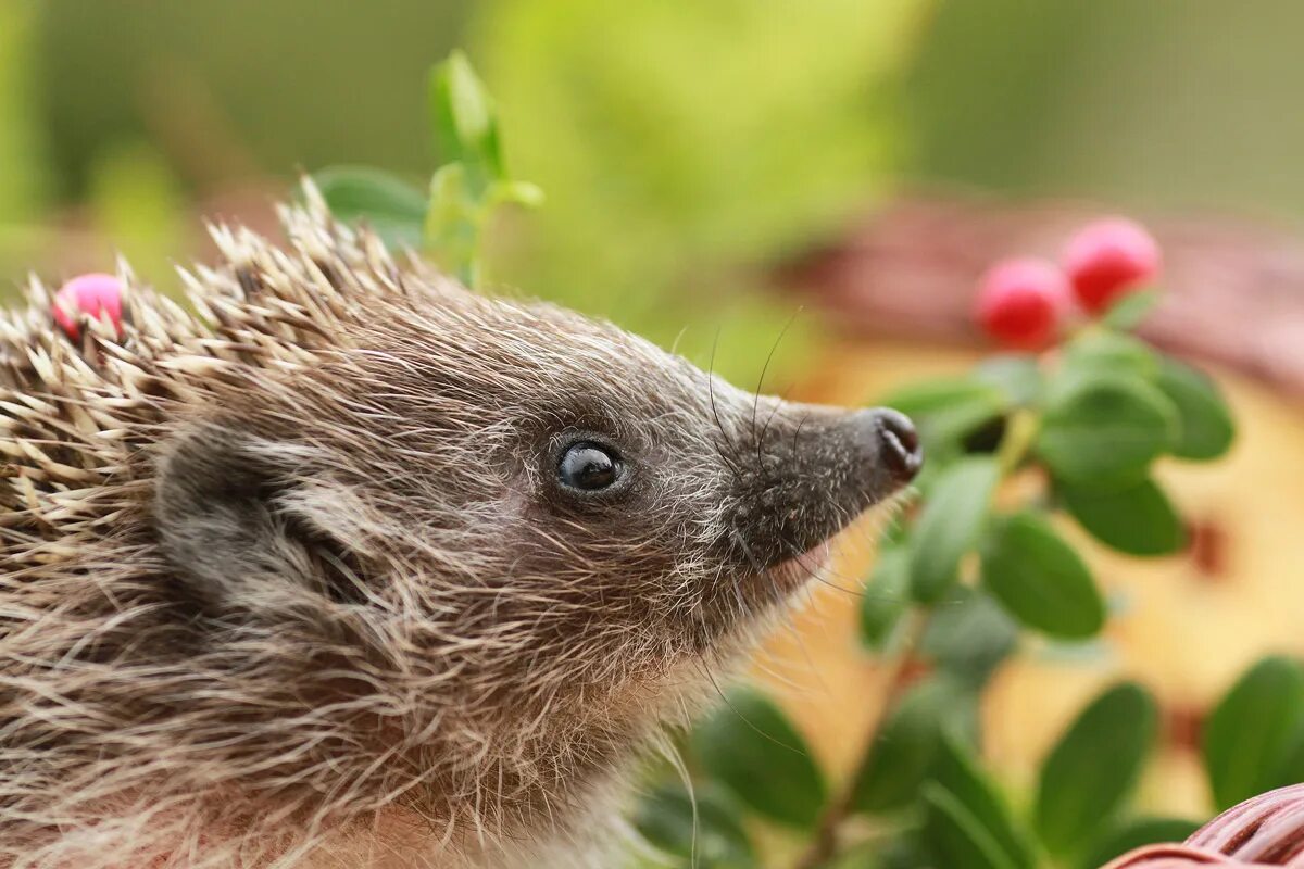 Тая ежик. "ё-ёжики" гусеница. Ёжики. Карликовая африканская ежиха. Белогрудый еж.