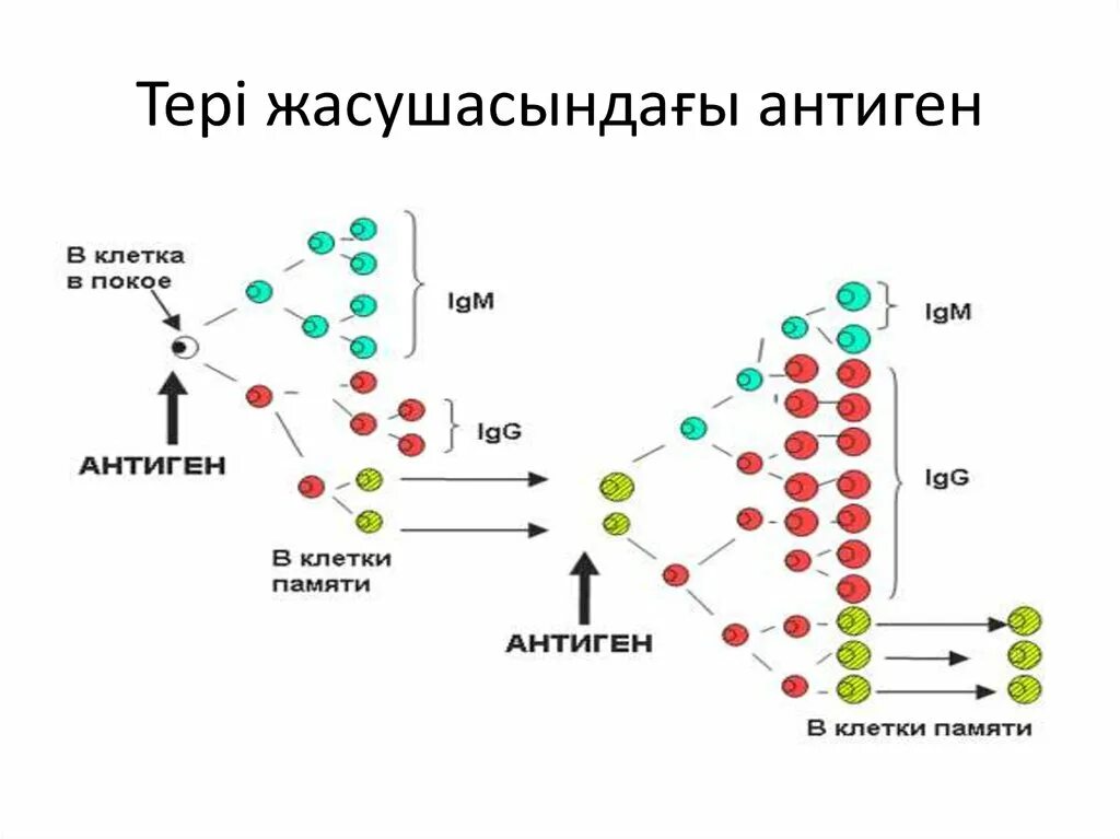 Клеточные антигены. М клетки. Ви или вай антиген. Нахождение криптопатчей и м-клеток.