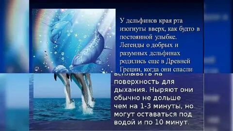 Песня дельфин пеленки