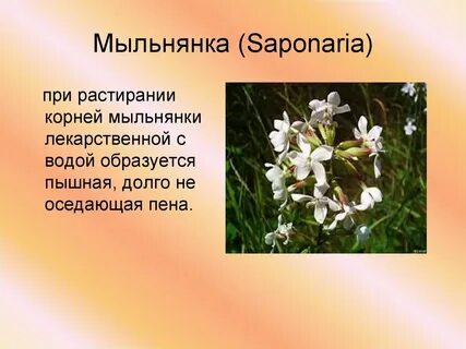 Мыло какой корень