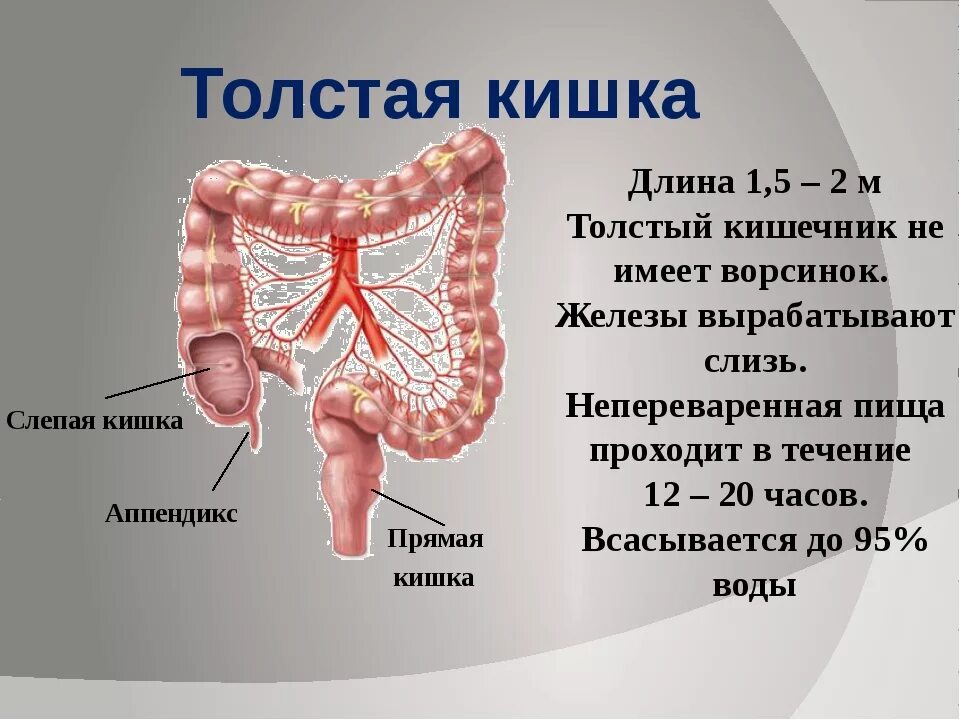 Какие отделы в толстом кишечнике