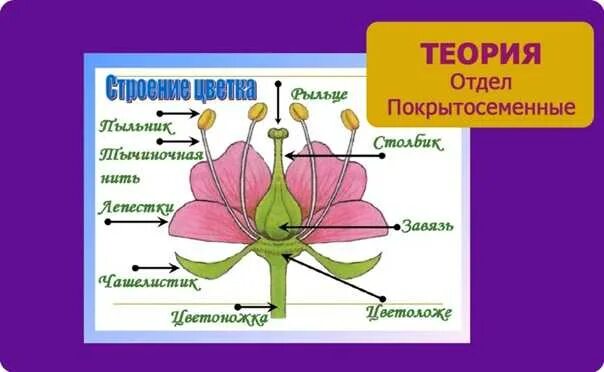 Строение покрытосеменных растений 7 класс биология. Строение цветка покрытосеменных растений. Отдел покрытосеменных (цветковых)растений. Строение цветковых покрытосеменных растений.