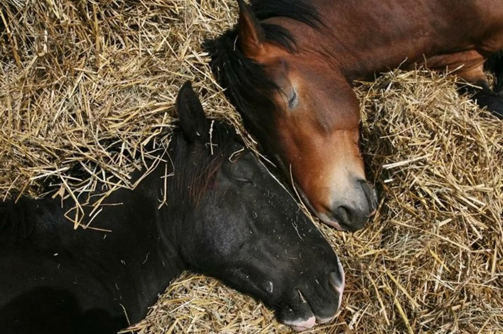 Почему лошади спят. Спящие лошади.