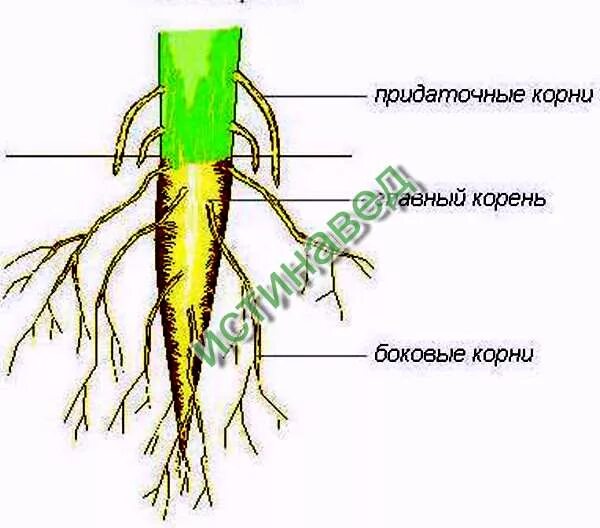 Боковые и придаточные корни. Боковые корни развиваются. Придаточные корни и боковые корни. Придаточные корни картофеля.