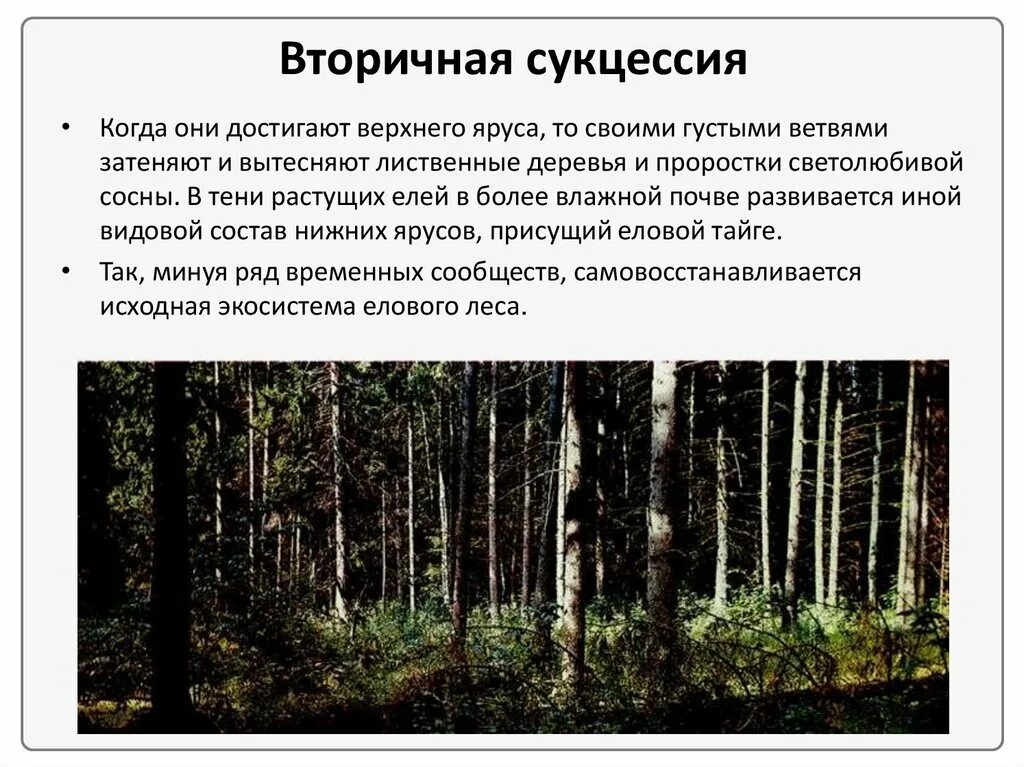 Восстановление елового леса после пожара. Вторичной (восстановительной) сукцессии. Сукцессия леса после пожара. Вторичная сукцессия. Смена сообществ сукцессии.