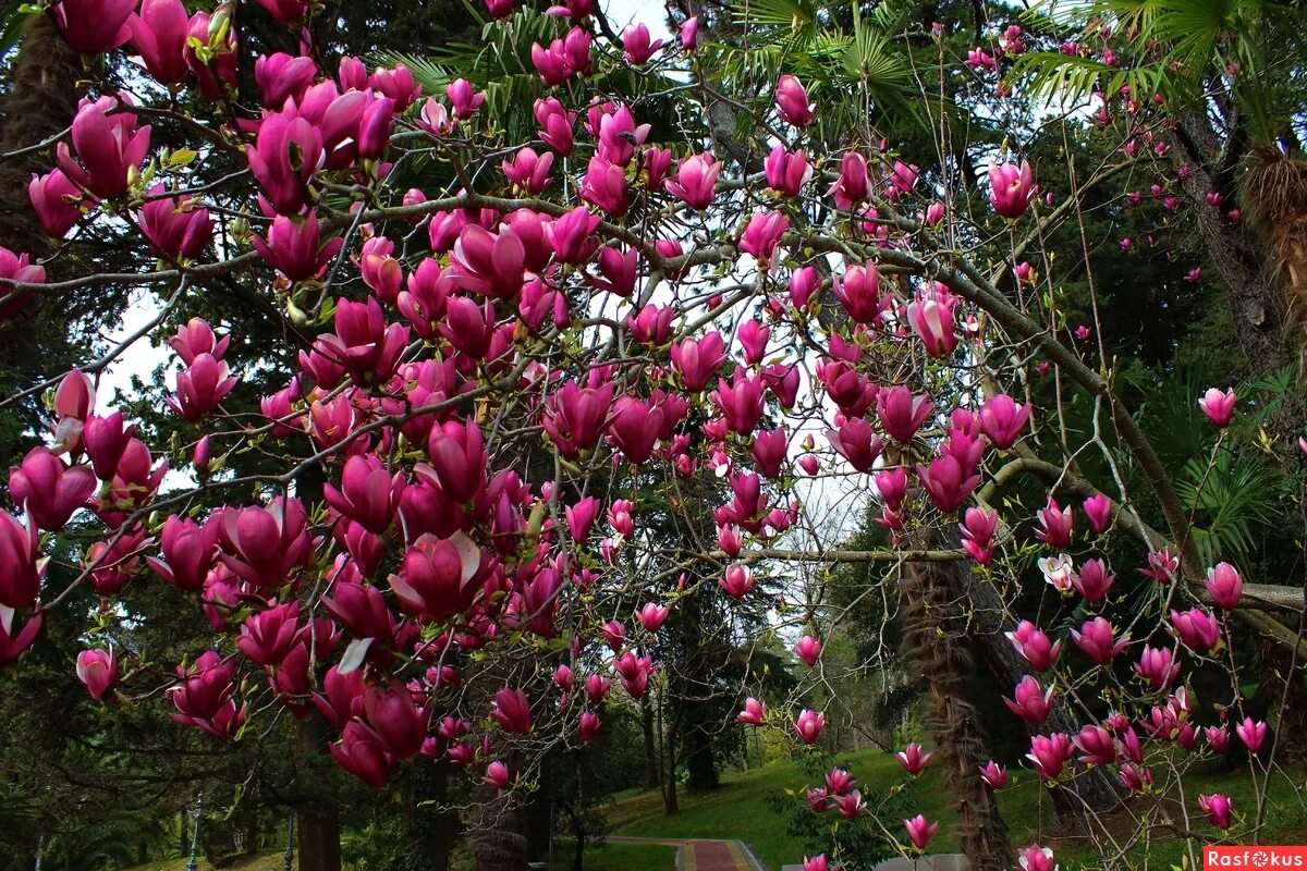 тюльпановое деревоманголия. тепличный комбинат лазаревское ярославль. тюльпаны лазаревское. тюльпаны срезка. куплю оптом тюльпаны у частного лица в поселке петелино.
