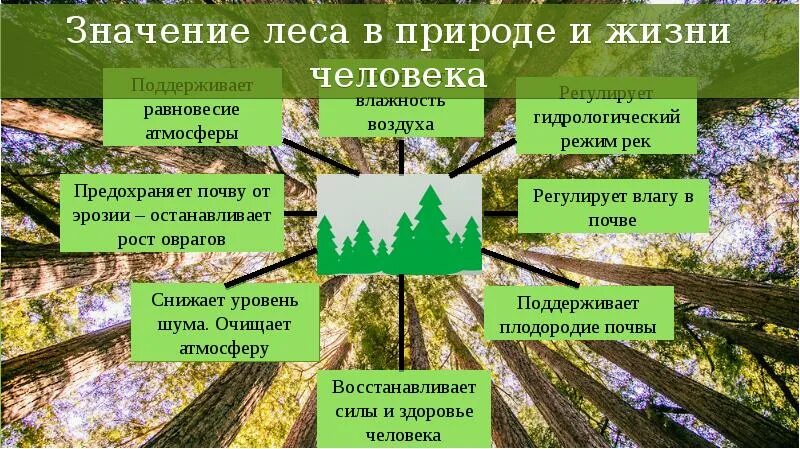 Роль лесов в жизни человека. Роль леса в природе и жизни людей. Ролт Леа в жизи челоека. Значение леса в природе.