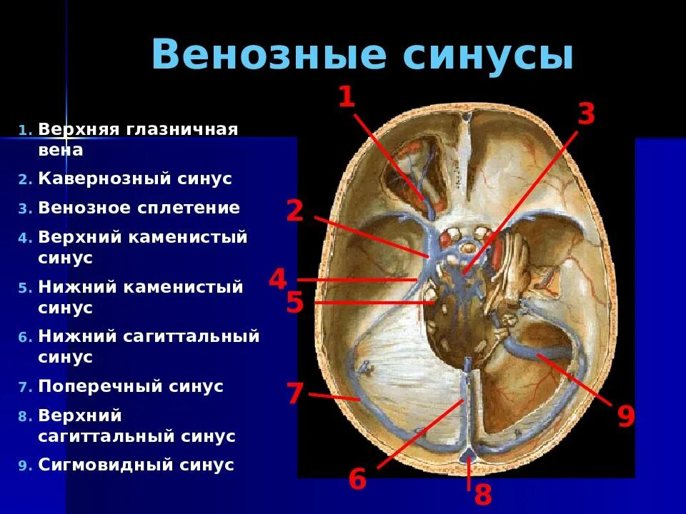 Внутренняя оболочка вен латынь. Анатомия синусов твердой мозговой. Синусы твёрдой мозговой оболочки анатомия. Вены синусы твердой мозговой оболочки. Кавернозный синус оболочки мозга.