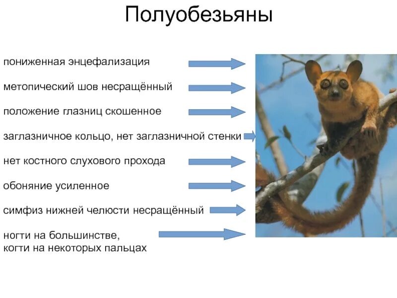 Подотряд полуобезьяны. Полуобезьяны и обезьяны. Низшие приматы или полуобезьяны. Отряд приматы полуобезьяны.