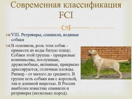 Особенности собак кратко