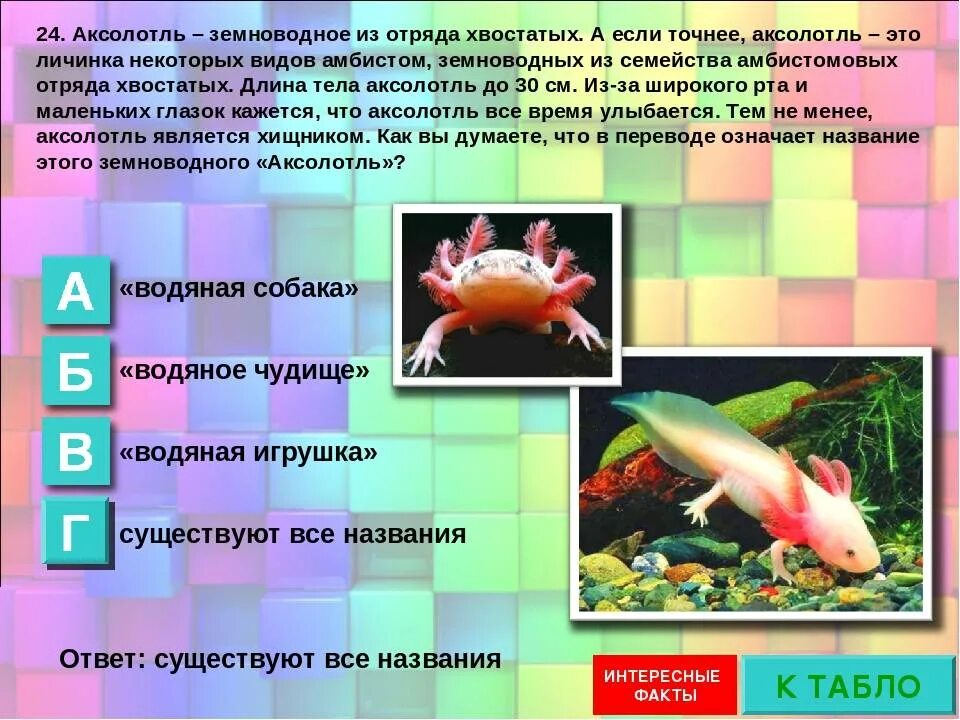 Внешнее строение аксолотля. Аксолотль отряд. организм аксолотля. цикл аксолотля. аксолотль факты.