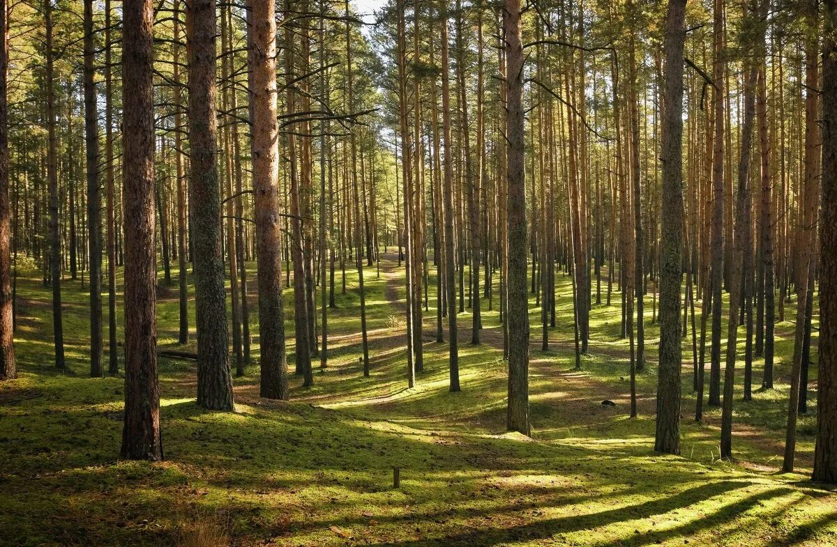 Глуп леса. Сосновый Бор Москва парк. Фаснальский Сосновый Бор. Соснового Бора соснового Бора. Цнинский Лесной массив.