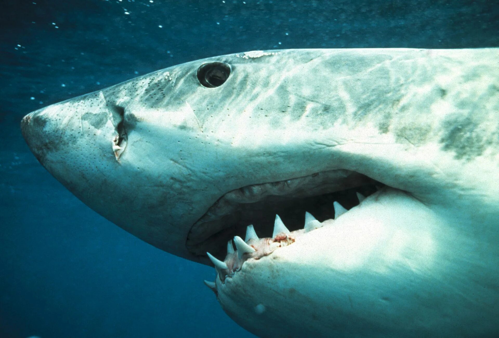 Тигровая Песчаная акула зубы. Тигровая акула челюсти. Самая сильная челюсть