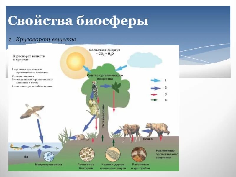 Тест вещества биосферы. Круговорот веществ в биосфере биология. Свойства биосферы в экологии. Вещества биосферы схема. Биологический круговорот в биосфере.