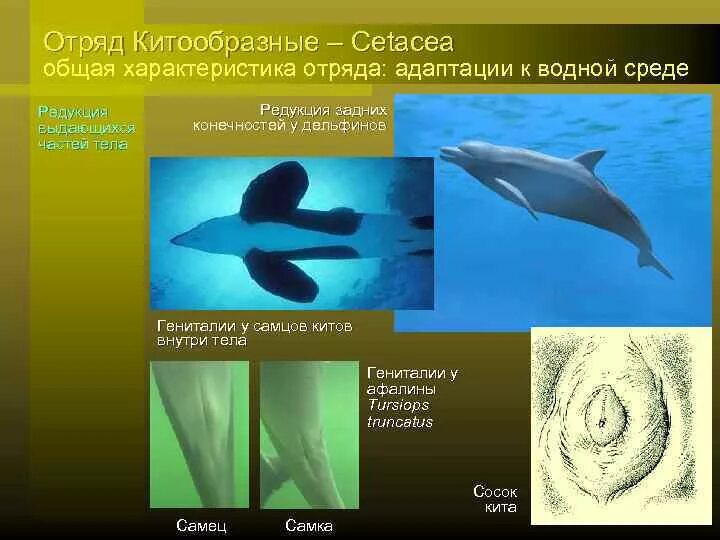 Отряд китообразные Дельфин. Характеристика отряда китообразные. Отряд китообразные (Cetacea). Адаптации к водной среде.