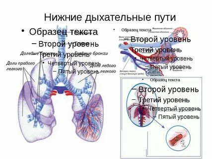 Верхние и нижние бронхи