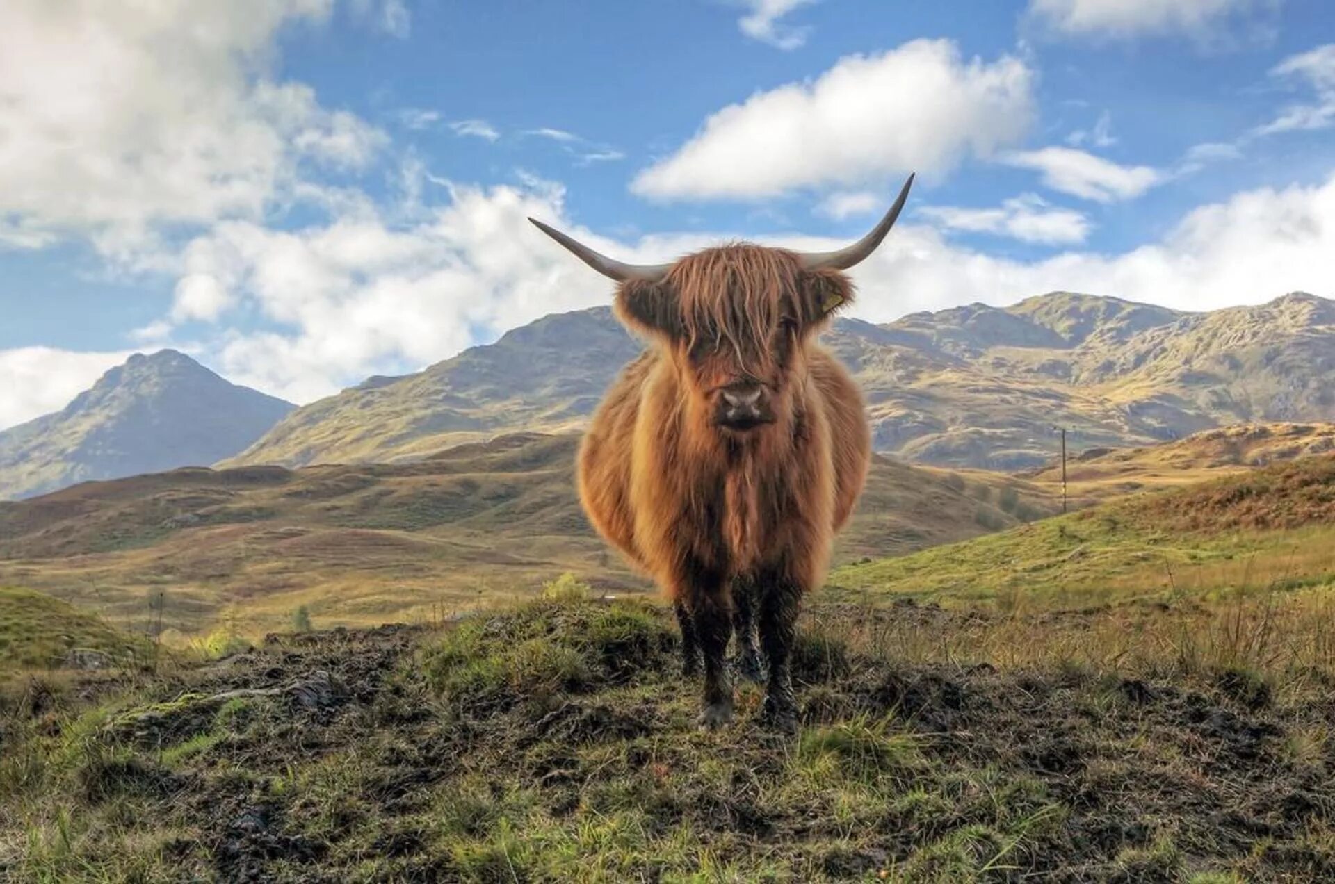 Scotland animal. Хайленд Шотландия Высокогорье. Highland Шотландия Шотландия. Форт-Уильям, хайленд, Шотландия. Горный район Шотландии «Highlands.