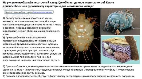 Чесоточный клещ во внешней среде. Чесоточный клещ внедряется в. Чесоточный клещ вне тела живет. Цикл развития чесоточного зудня. Чесоточный клещ вне тела человека.