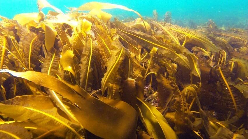 Ламинария в холодных морях. Ламинария Баренцева моря. Морская капуста в Баренцевом море. Бурые водоросли Баренцево море. Море Лаптевых водоросли.