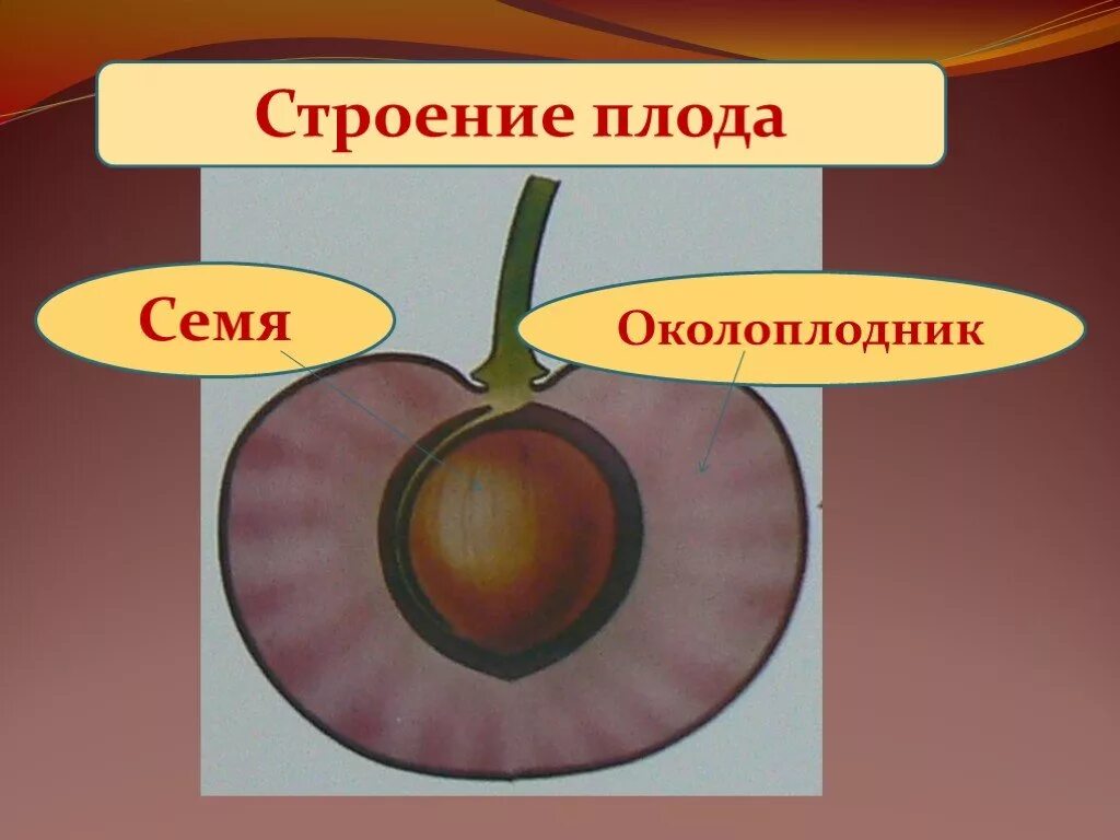 Из которого впоследствии образуются плоды с семенами. Образование плода у цветковых растений 6 класс. Строение плодов. Образование плодов. Строение плода растения.