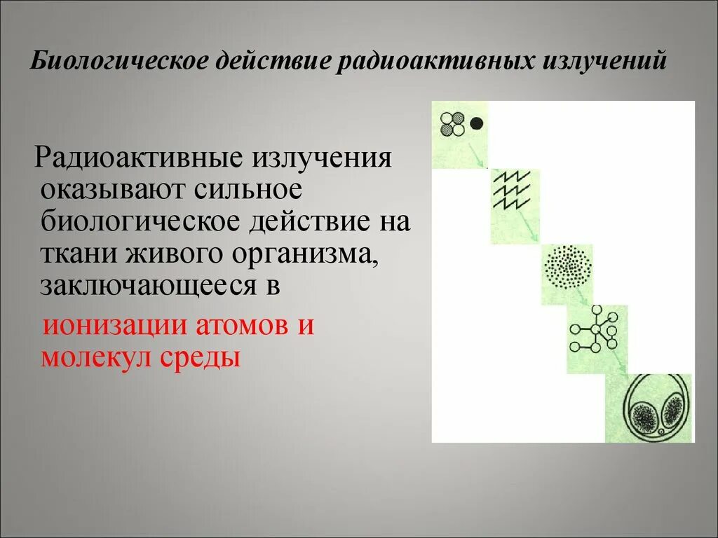 Биологическое действие радиоактивных излучений. Биологическое действие радиации. Биологическое воздействие радиации на организм. Радиоактивность биологическое воздействие.