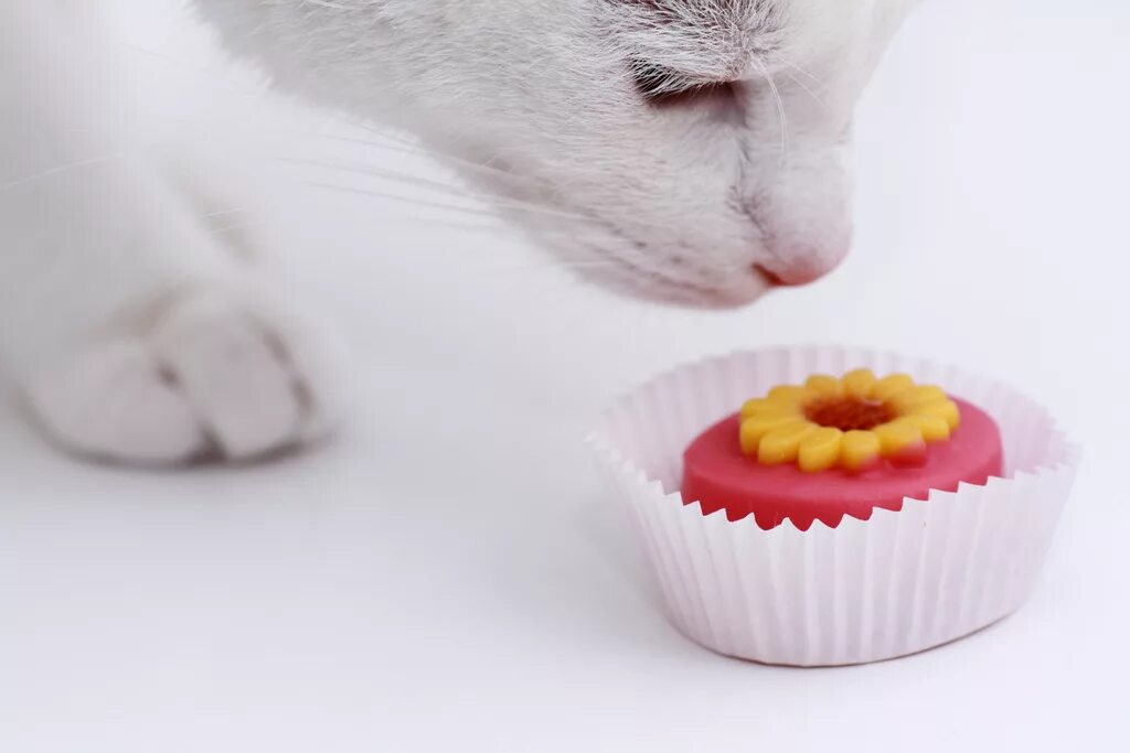 Котик со сладостями. Сладости для кошек. Вкусняшки для кота. Кошка и сладкое. Можно котам сладкое