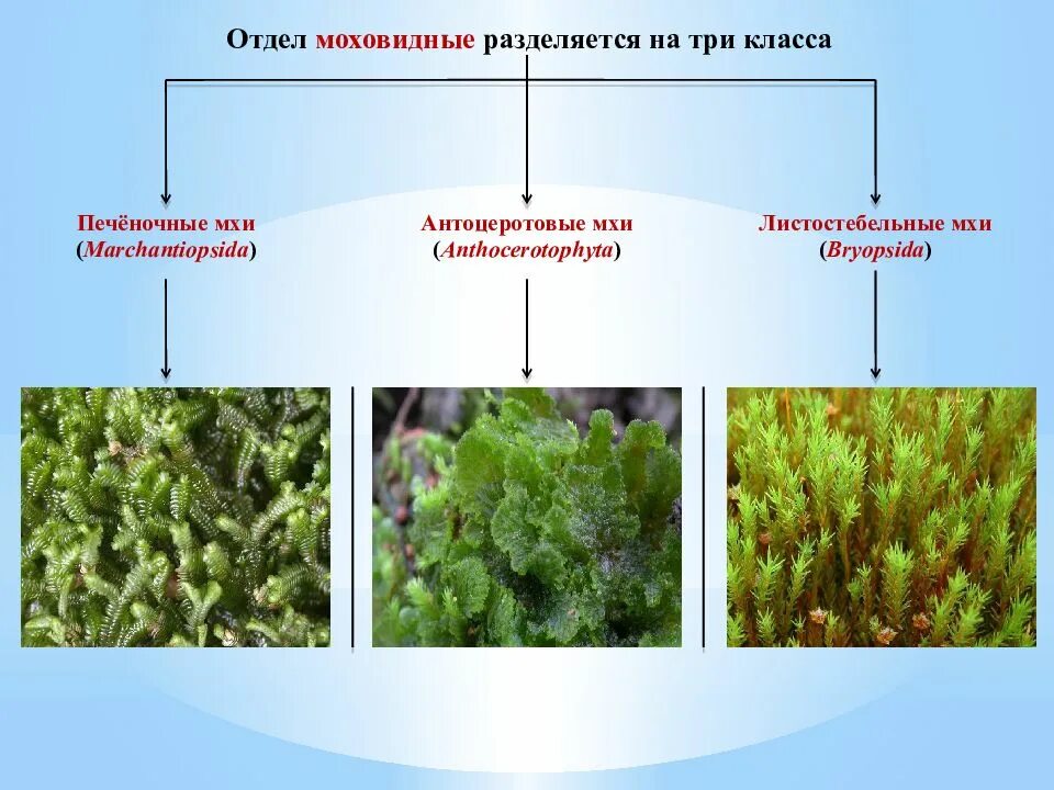 Однодольные листостебельные мхи. Отдел Моховидные класс печеночники класс листостебельные класс. Моховидные печеночные мхи. Отдел Моховидные – Bryophyta. Мохообразные относятся к высшим споровым растениям