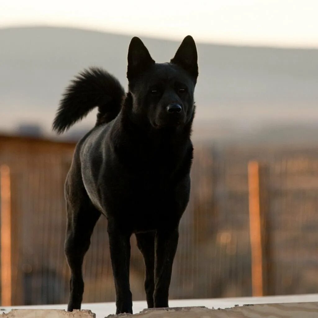 Большая черная собака. Кай Кен порода собак черный. Кай немецкая овчарка. Кай ину порода собак большие. Большая черная собака порода.
