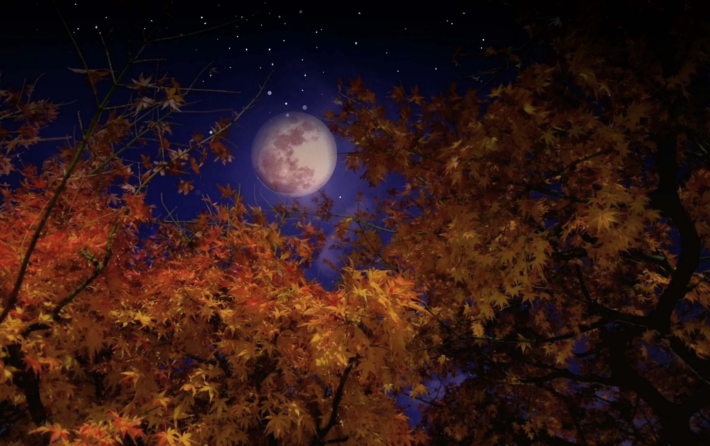 MilaMai Photography Autumn scenery, Night walking, Autumn night