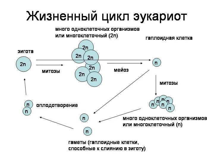 В жизненном цикле преобладает гаплоидное