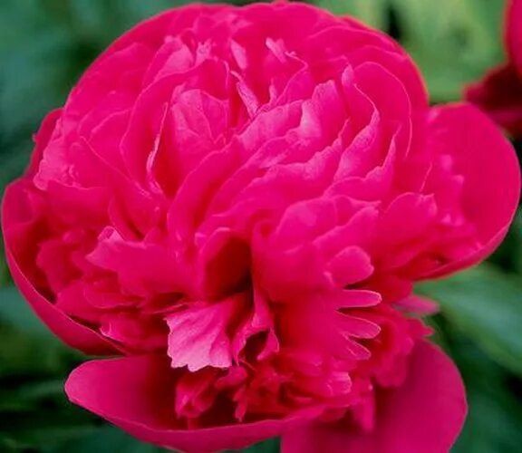 Пион распберри санди. Пион raspberry sundae. Пион raspberry sundae. Пион травянистый распберри сандей. Пион распберри айс raspberry ice.