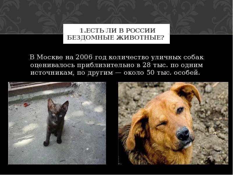 Куда бездомных животных. Статистика бездомных собак. численность бездомных животных в россии. статистика побезломным животным. статистика по бездомным животным в россии.