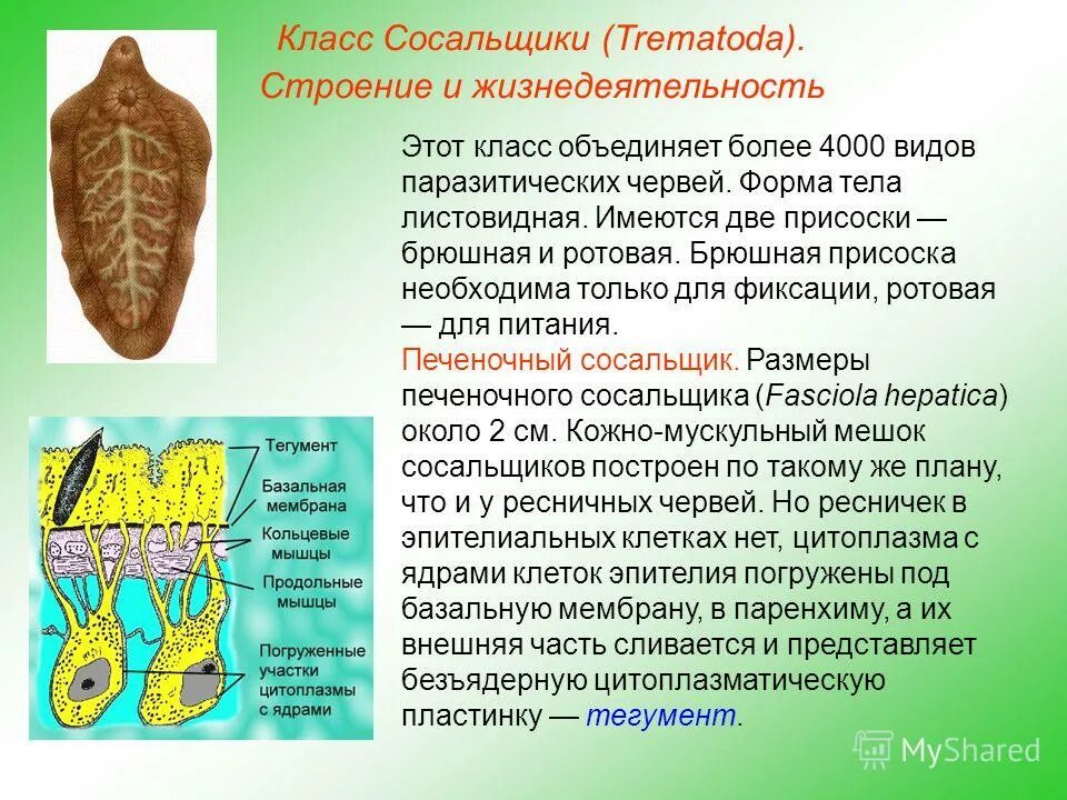 Тип сосальщики черви. Плоские черви (класс трематод);. Кошачий (сибирский). Черви-сосальщики – трематоды. Печеночный сосальщик тип класс.