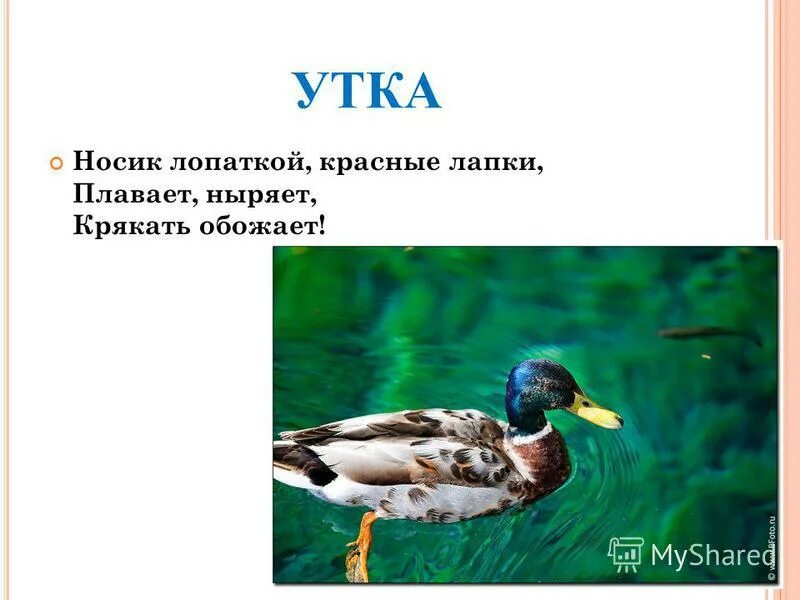 стишок про уток.