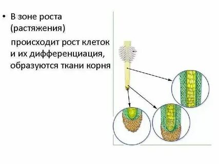Зона растяжения спора полярные тельца