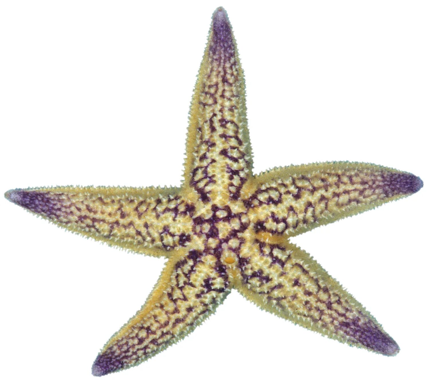 Астерия Амурская морская звезда. Амурская морская звезда (Asterias amurensis). Морская звезда Астерия (Asterias Rubens). Морская звезда Lunckia Columbiae.