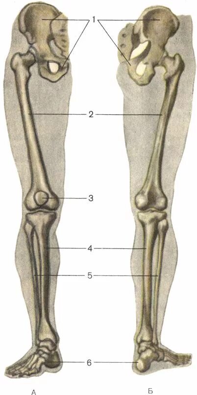 Кости нижней конечности строение. Кости нижних конечностей человека анатомия. Берцовая тазобедренная кость. Кости нижней конечности анатомия.