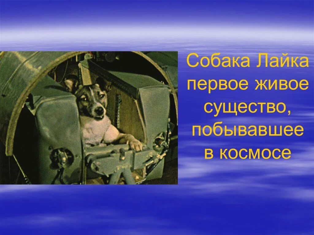 Первое живое существо совершившее космический полет. Первое живое существо в космосе. Первые живые существа в космосе. Живые существа в космосе презентация. Первым живым существом в космосе стал.