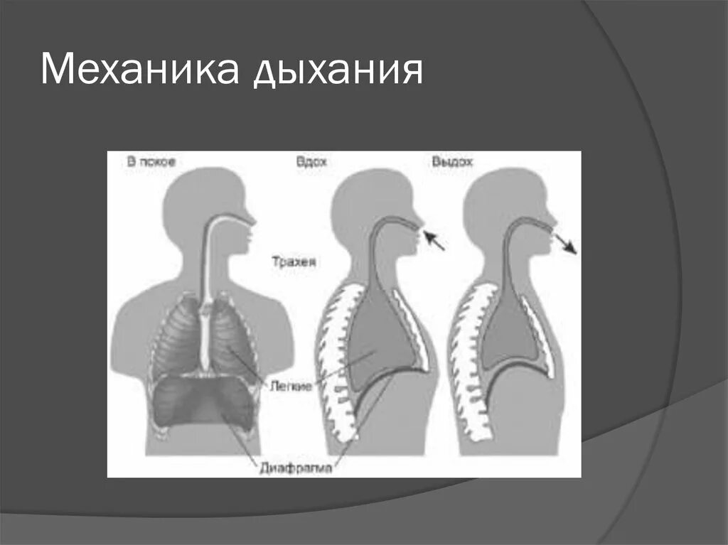 Центр произвольных дыхательных движений. Механика дыхания. Механик дыхания. Механика дыхания человека. Схема акта дыхания.