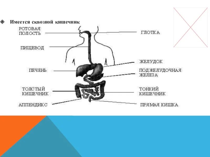 Сквозной кишечник у червей. Сквозной кишечник у кого. Сквозной кишечник характерен для.