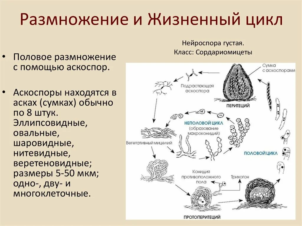 Этапы полового цикла. Схема размножения грибов аскомицетов. Половое размножение сумчатых грибов. Половое размножение грибов аскомицетов. Жизненный цикл аскомицетов схема.