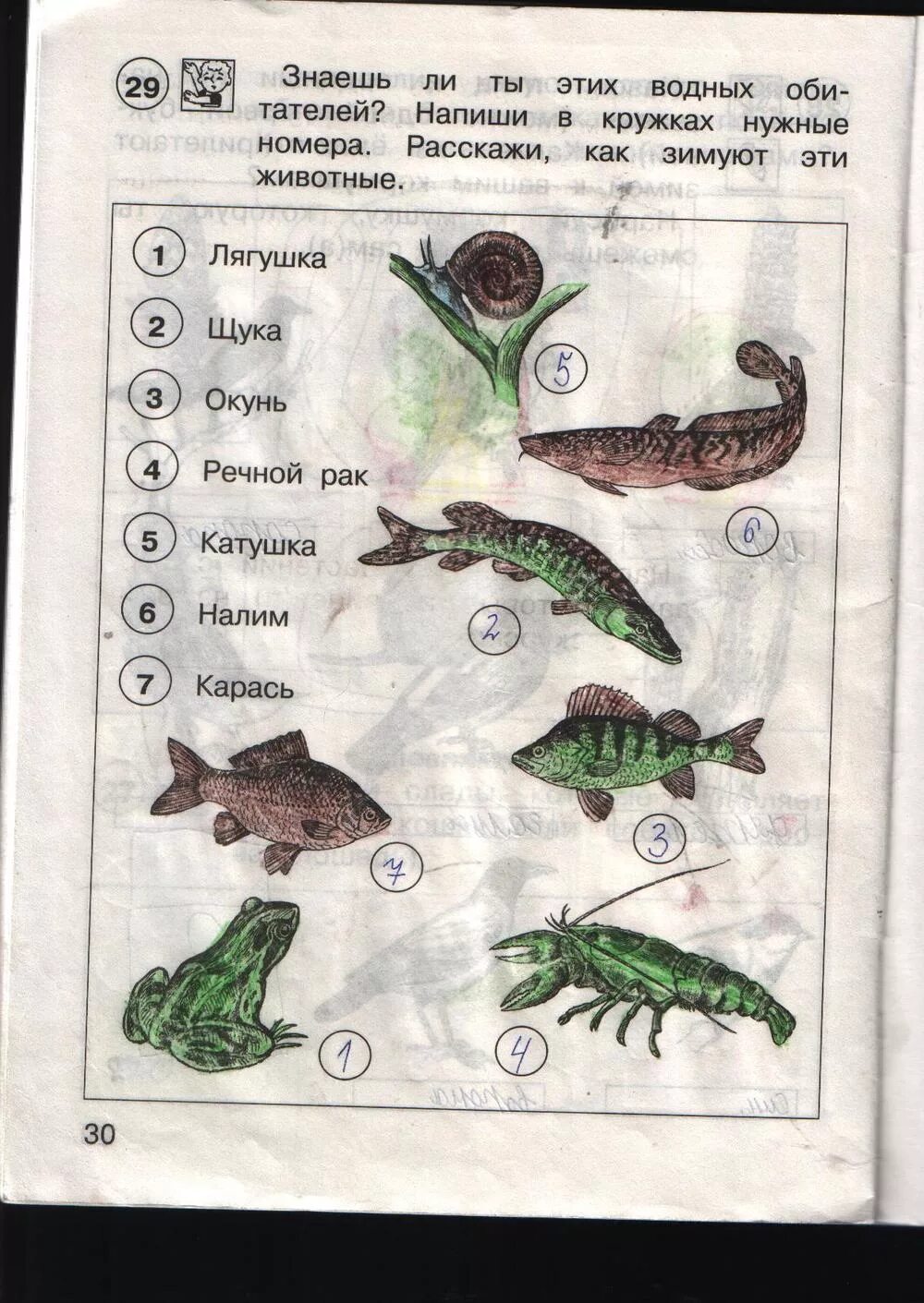 Окружающее 30. Задание по окружающему миру 1 класс про рыб. Гдз+по+окружающему+миру+1+класс+рабочая+тетрадь страница 30. Окружающий мир 1 класс рабочая тетрадь задания. Окружающий мир стр 30.