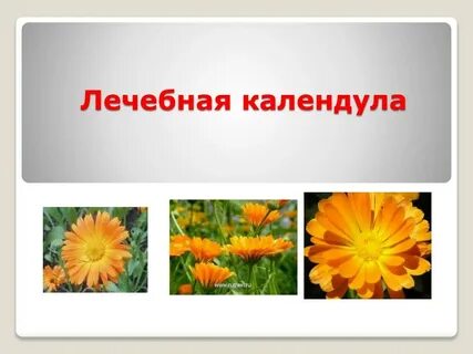 Чем полезна календула