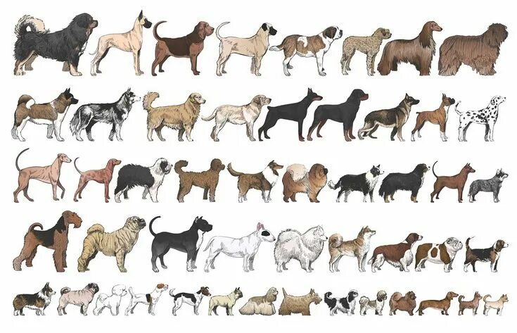 Home/Family 1 Most popular dog breeds, Puppies, Pitbull puppies
