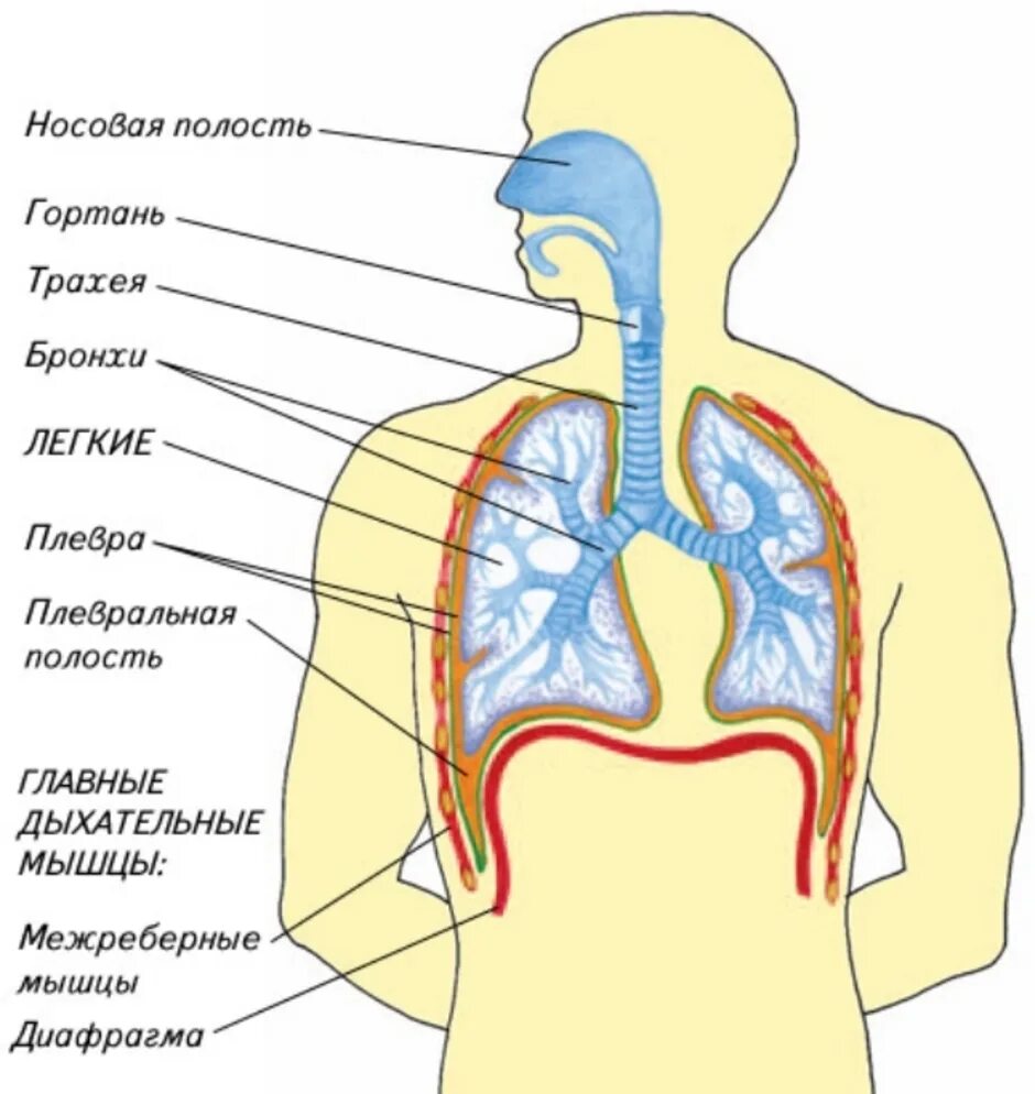 Схема строения дыхательных путей человека. Дых система человека анатомия. Дыхание органы дыхания. Дыхательная система органов дыхания рис 52.
