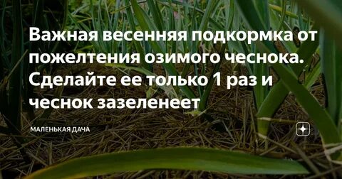 Как удобрять чеснок перед посадкой осенью