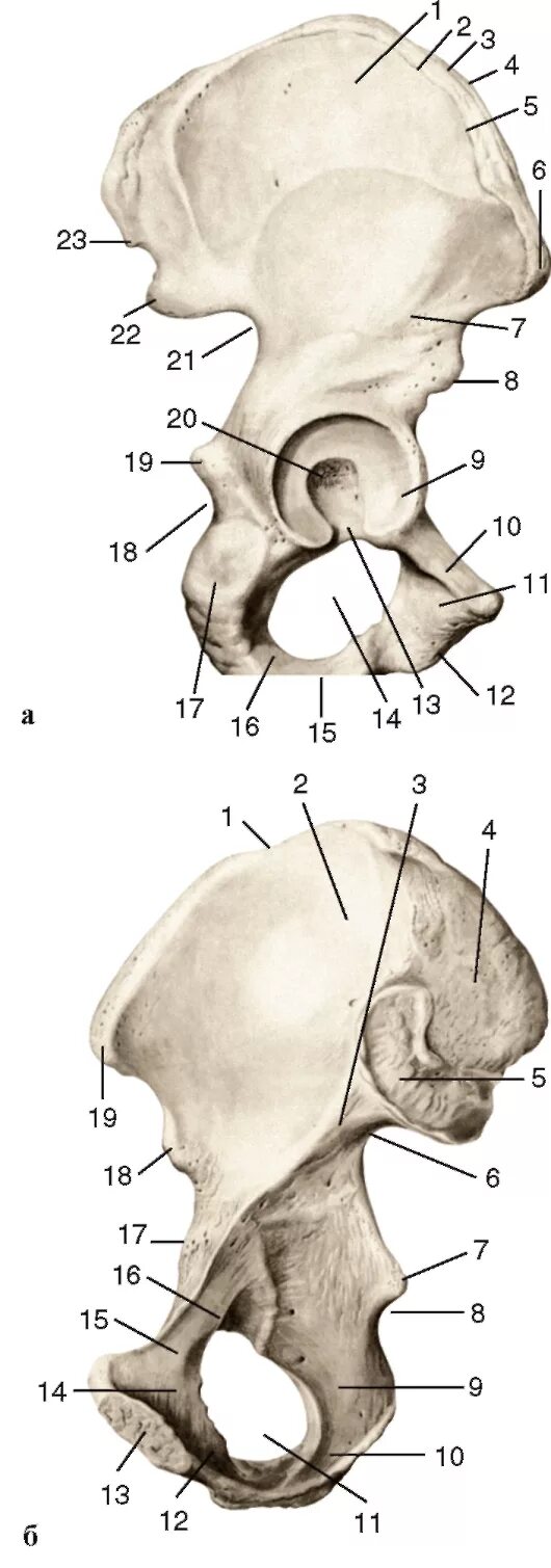 1 подвздошная кость. Подвздошная кость анатомия. Тазовая кость наружная поверхность анатомия. Тазовая кость анатомия кости. Подвздошная кость таза анатомия.